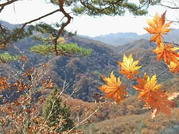 2021年澳门彩库网安卓版免费下载和企业中毒事故7死4伤与确保评估支持简化版_e6s4979.777.39